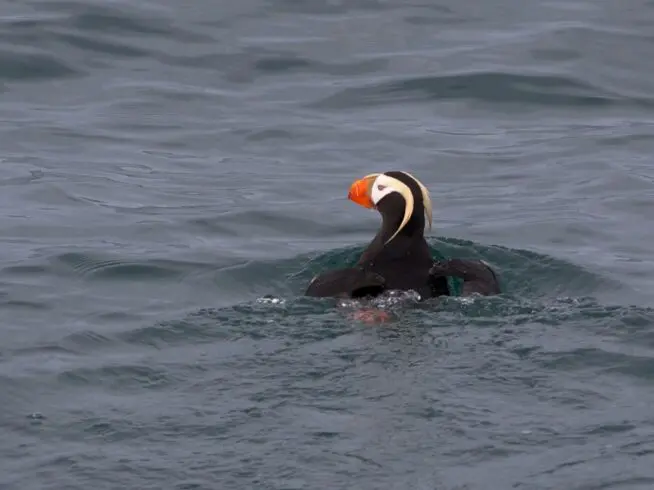 Tufted puffin