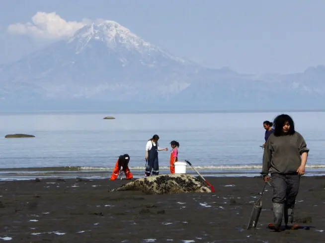In this Tuesday, May 26, 2009 file photo, people dig for razor clams on the beach of Ninilchik, Alaska.