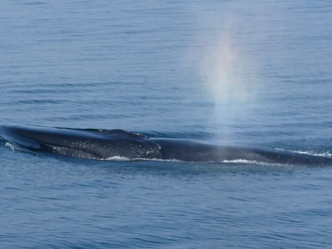 A fin whale at the surface of the Atlantic Ocean just after it has exhaled.