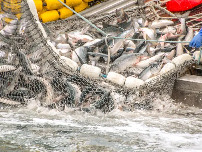 Fish in trawler net in Valdez Harbor